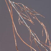 Jos&eacute; Montealegre | Nervous System